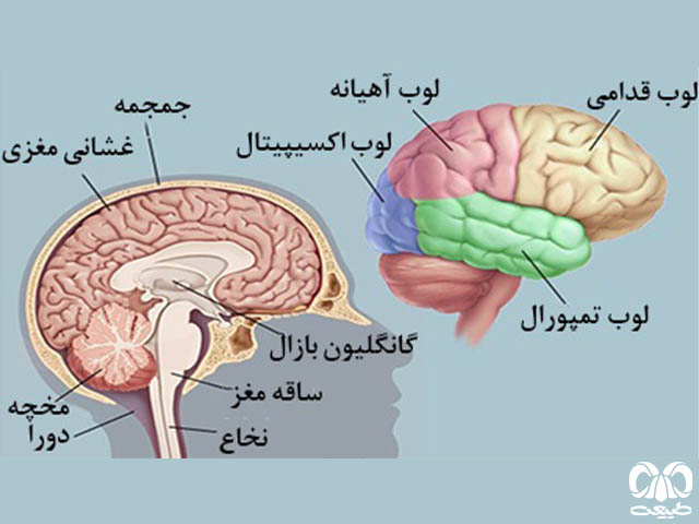 مغز انسان ساختار اصلی مغز اندام‌های حیاتی